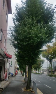 秋街路樹